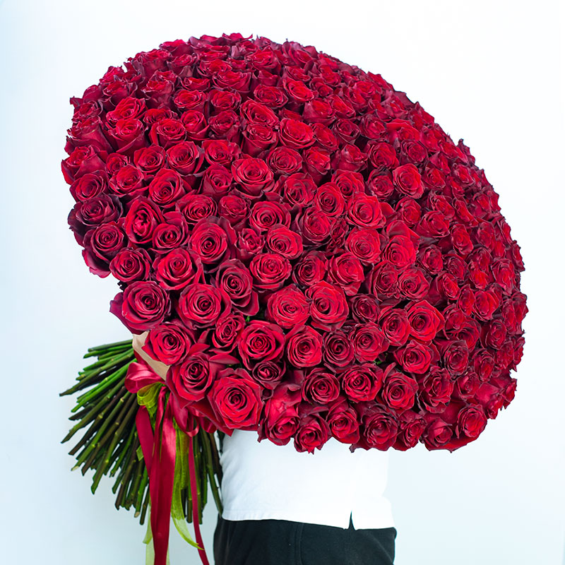 201 красная роза Голландия 90 см