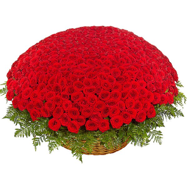 Букет из 501 красной розы в корзине