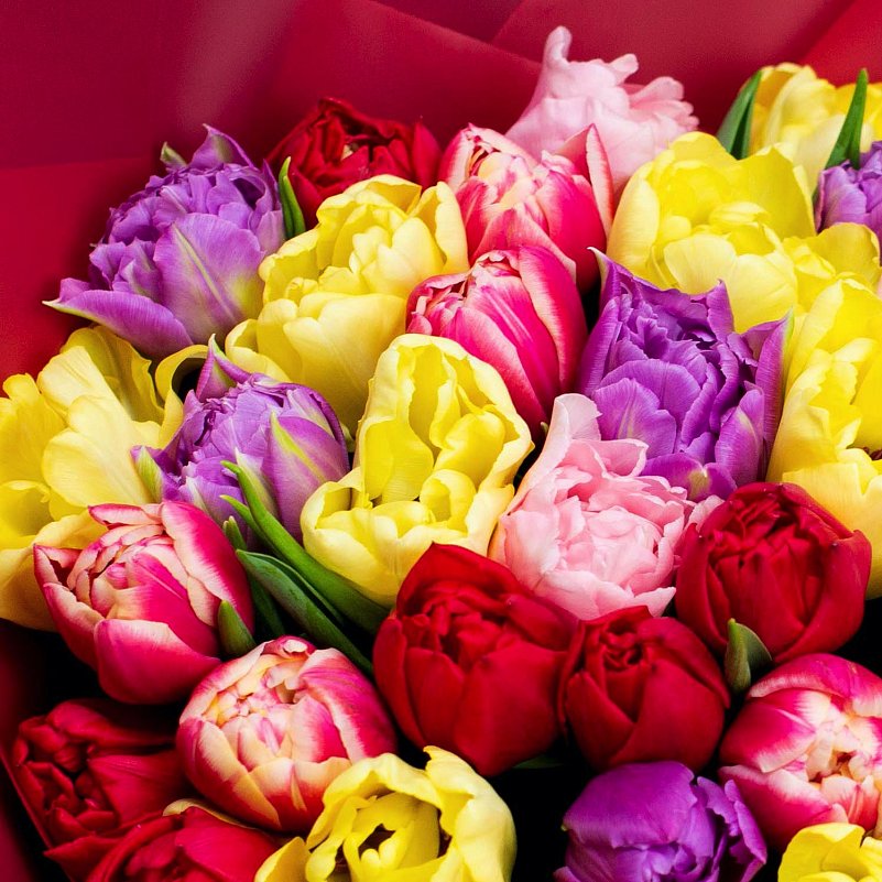Букет из 51 разноцветного пионовидного тюльпана