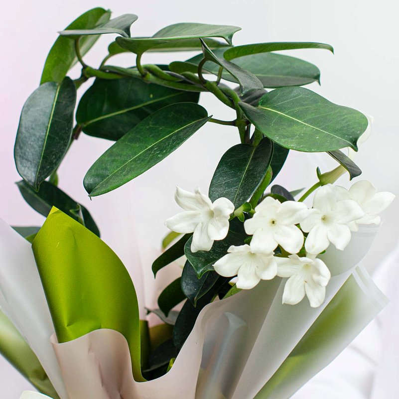 Комнатный цветок жасмин полиантовый купить с доставкой в Москве | Дом цветов