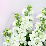Букет из 9 белых маттиол — миниатюра 3