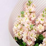 Букет из 9 персиковых маттиол — миниатюра 3