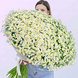 Большой букет из 51 кустовой ромашки "Матрикария"