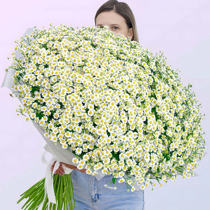 Большой букет из 51 кустовой ромашки "Матрикария"