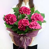Малиновая гортензия в горшке