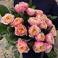Букет из 19 пионовидных роз "Вувузела"