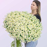 Большой букет из 51 кустовой ромашки "Матрикария" — миниатюра 2