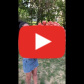 51 Голландская роза "Кахала" 70 см — видео