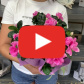 Азалия розовая цветущая — видео