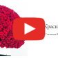 201 красная роза Голландия 90 см — видео