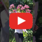 Букет из 9 белых гладиолусов — видео