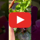 Цветущий сад — видео